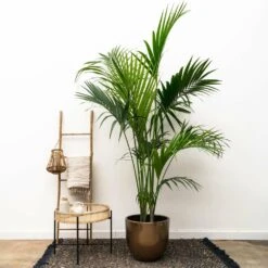 Palmier Kentia Xxxl - H230cm - Très Grande Plante D'intérieur 5 Palmier Kentia Xxxl - H230cm - Très Grande Plante D'intérieur -Promos Floromyst Boutique 04a7973c82c76aae