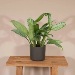 Aglaonema Christina - H30cm, ø12cm - Plante D'intérieur 6 Aglaonema Christina - H30cm, ø12cm - Plante D'intérieur -Promos Floromyst Boutique 04eac3db0448b0bc