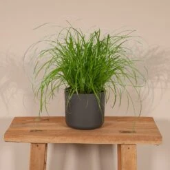 Herbe à Chat - H20cm, ø12cm - Plante D'intérieur -Promos Floromyst Boutique 06a4b745c04ab1e3