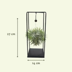 Tillandsia Et Son Support En Cube - H35cm, ø20cm - Plante D'intérieur Tombante -Promos Floromyst Boutique 07dcd3d6b0c49e5f