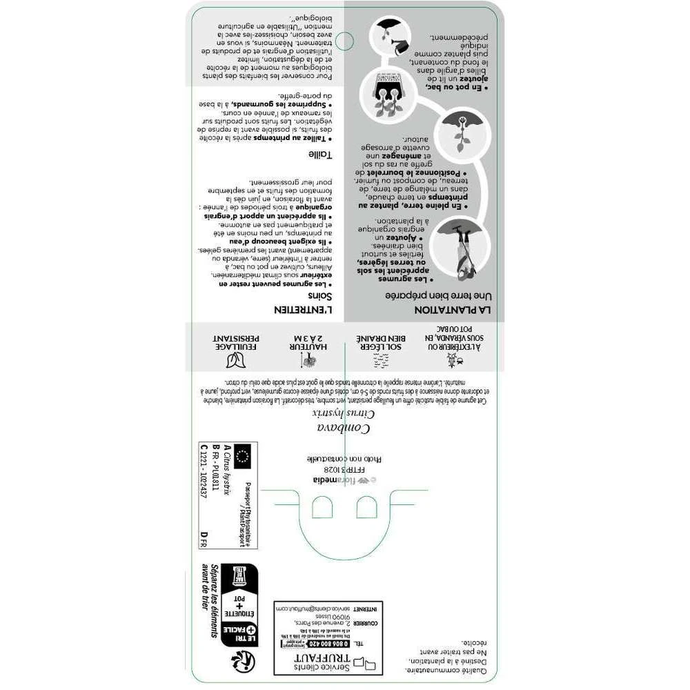 Combava AB 'Citrus Hystrix' Pot 3L 2 Combava AB 'Citrus Hystrix' Pot 3L – Image 2