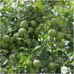 Combava AB 'Citrus Hystrix' Pot 3L 6 Combava AB 'Citrus Hystrix' Pot 3L -Promos Floromyst Boutique 1022437 003
