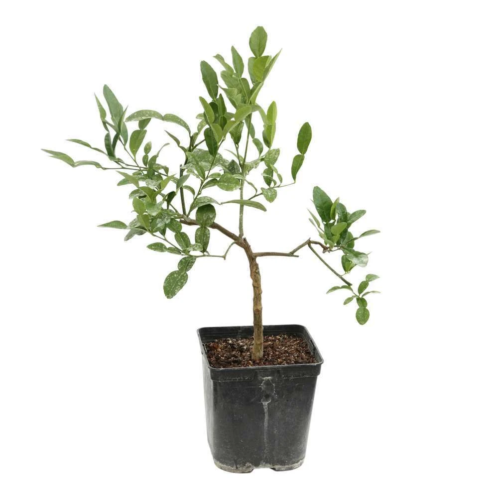 Combava AB 'Citrus Hystrix' Pot 3L 4 Combava AB 'Citrus Hystrix' Pot 3L – Image 4
