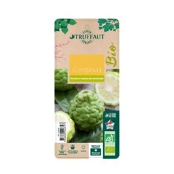 Combava AB 'Citrus Hystrix' Pot 3L