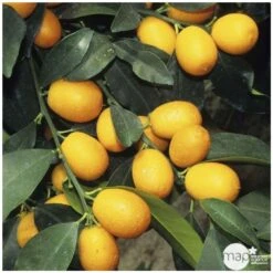 Promos Floromyst Boutique 26 Kumquat Sur 1/4 Tige : Pot 2L