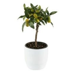 Kumquat Sur 1/4 Tige : Pot 2L -Promos Floromyst Boutique 1045106 004