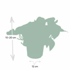 Epipremnum Happy Leaf Scindapsus - H15cm, ø12cm - Plante D'intérieur Tombante -Promos Floromyst Boutique 1046f5608f3c7eca