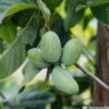 Asiminier Triloba 'Sunflower' Pot 3L