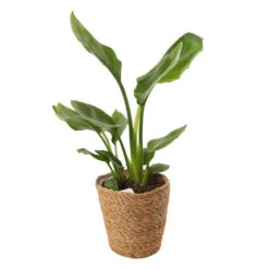 Mix Plantes Vertes, Variétés Variables : Vannerie D12cm -Promos Floromyst Boutique 1066833 2124786