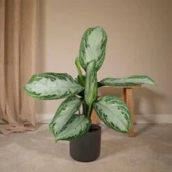 Aglaonema Silver Bay - H55cm, ø17cm - Plante D'intérieur -Promos Floromyst Boutique 12241e2bb0b85def