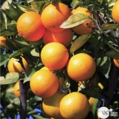 Oranger -20/25 - Pot 45L 3 Oranger -20/25 - Pot 45L -Promos Floromyst Boutique 125119 003