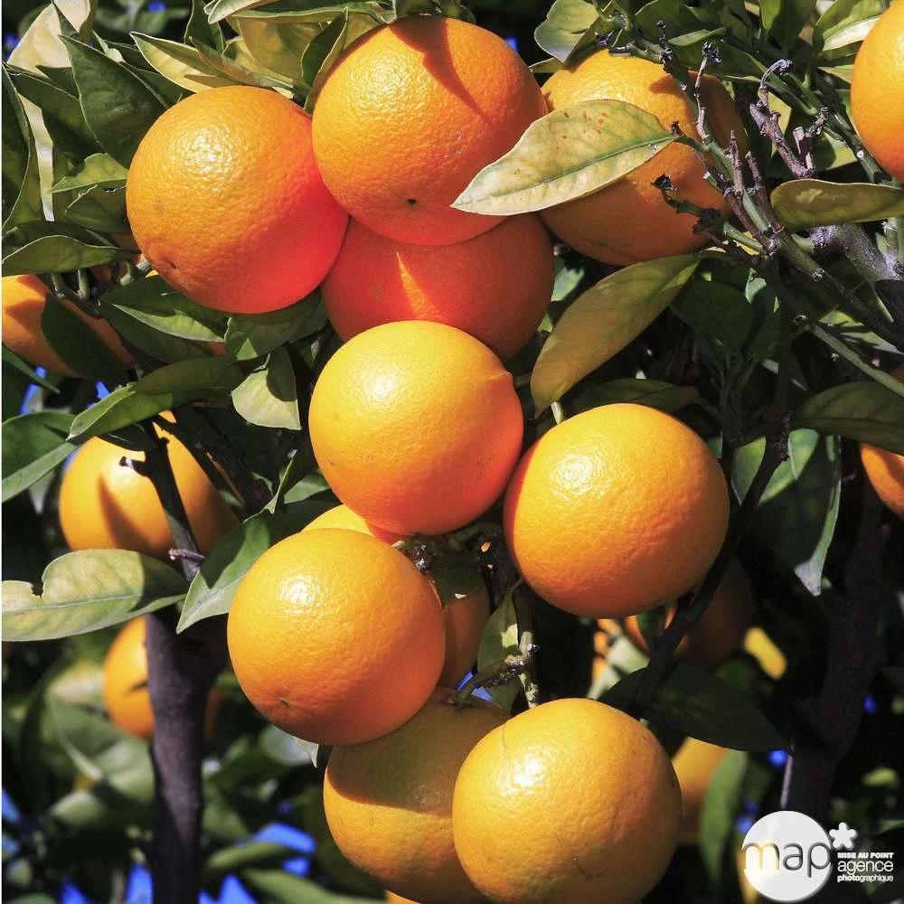 Oranger -20/25 - Pot 45L 2 Oranger -20/25 - Pot 45L – Image 2