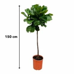Ficus Lyrata Xl - H150cm, ø30cm - Très Grande Plante D'intérieur -Promos Floromyst Boutique 147808e77ddb7acd