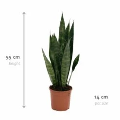 Sansevieria Zeylanica - H55cm, ø14cm - Plante D'intérieur Sans Entretien -Promos Floromyst Boutique 14b7b0a41e32bd54