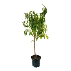Pêcher Charles Ingouf : Gobelet 3 Ans D'âge Ctr 12 Litres -Promos Floromyst Boutique 150665 004