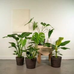 Alocasia Zebrina, Monstera Deliciosa, Bananier Musa, Strelitzia Nicolai - Grandes Plantes D'intérieur 6 Alocasia Zebrina, Monstera Deliciosa, Bananier Musa, Strelitzia Nicolai - Grandes Plantes D'intérieur -Promos Floromyst Boutique 1559dead7e2f9d22