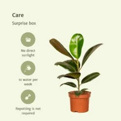 Box Suprise X6 - Plantes D'intérieur -Promos Floromyst Boutique 17f376afc7e159cf
