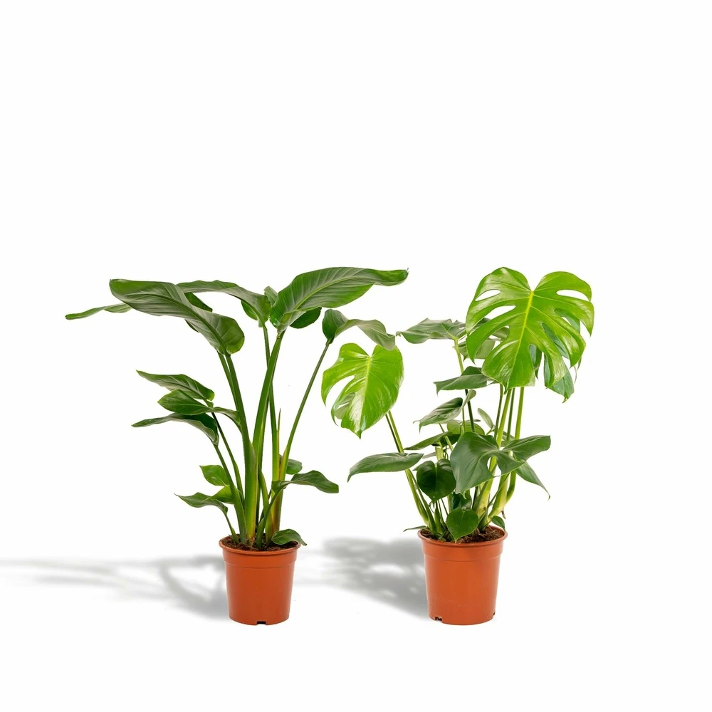 Strelitzia Nicolai, Monstera Deliciosa, Duo De Plantes - Grandes Plantes D'intérieur 1 Strelitzia Nicolai, Monstera Deliciosa, Duo De Plantes - Grandes Plantes D'intérieur
