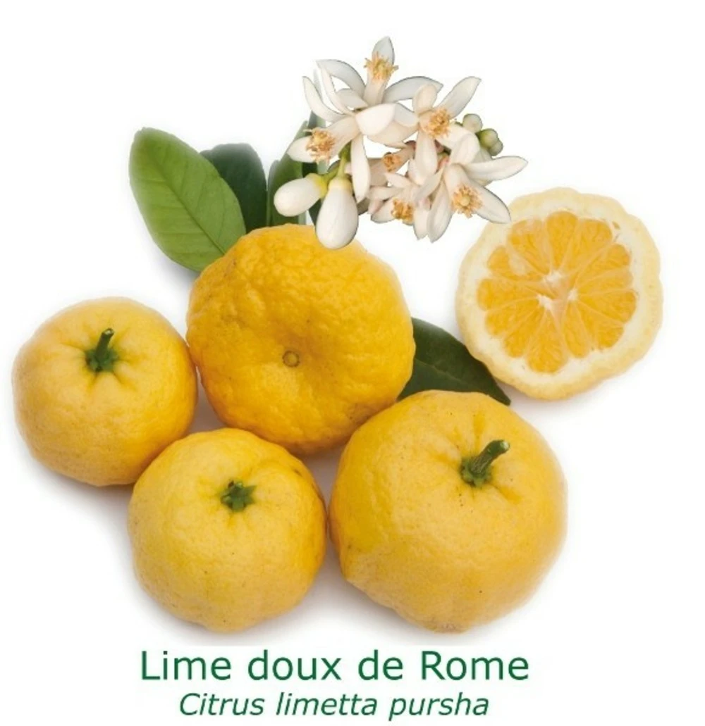 Lime Douce De Rome Bio Tailles:pot De 3 Litres, Hauteur 30/40 Cm 1 Lime Douce De Rome Bio Tailles:pot De 3 Litres, Hauteur 30/40 Cm