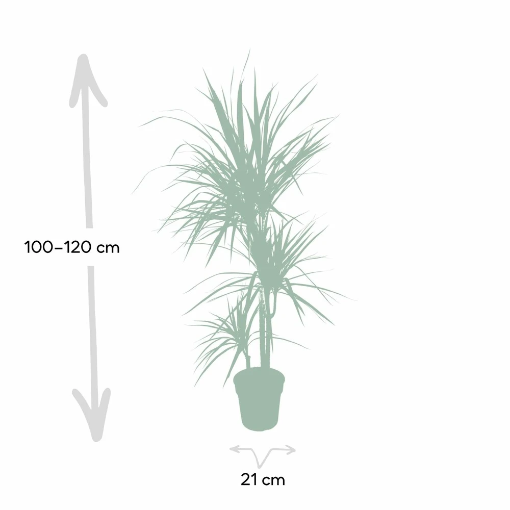 Dracaena Marginata - H115cm, ø21cm - Très Grande Plante D'intérieur 4 Dracaena Marginata - H115cm, ø21cm - Très Grande Plante D'intérieur – Image 4