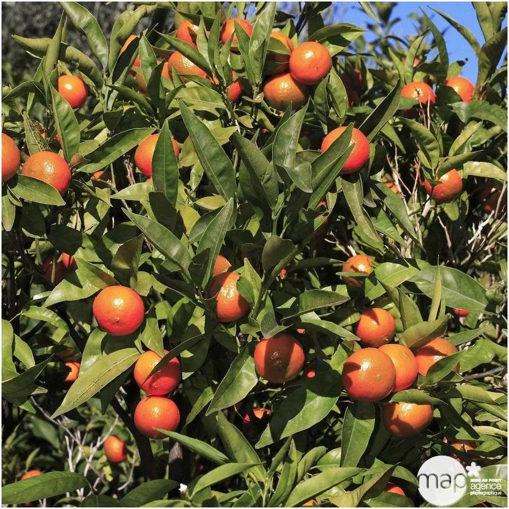 Mandarinier : Pot 45L 2 Mandarinier : Pot 45L – Image 2