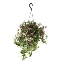 Tradescantia : Suspension Diamètre 18 Cm - Variétés Variables -Promos Floromyst Boutique 21071 003