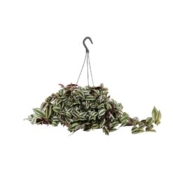 Tradescantia : Suspension Diamètre 18 Cm - Variétés Variables -Promos Floromyst Boutique 21071 004