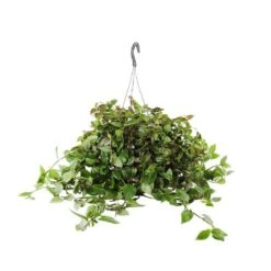 Tradescantia : Suspension Diamètre 18 Cm - Variétés Variables -Promos Floromyst Boutique 21071 006