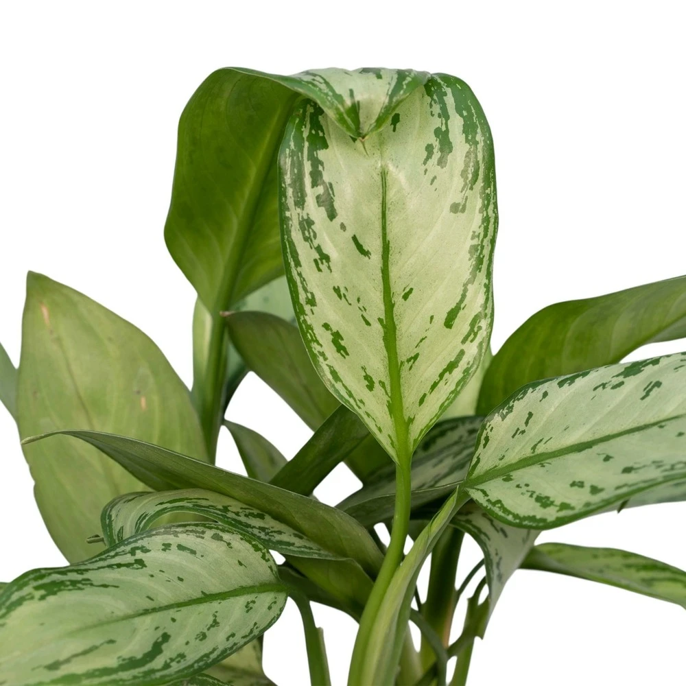 Aglaonema Christina - H30cm, ø12cm - Plante D'intérieur 3 Aglaonema Christina - H30cm, ø12cm - Plante D'intérieur – Image 3