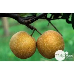 Nashi Hosui Bronze : Gobelet 3 Ans D'âge Ctr 12 Litres -Promos Floromyst Boutique 228675 003