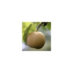 Nashi Nieiseiki : Gobelet Ctr 3 Ans D'âge -Promos Floromyst Boutique 229605 001