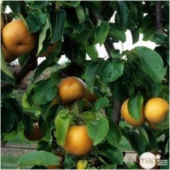 Nashi Nieiseiki : Gobelet Ctr 3 Ans D'âge -Promos Floromyst Boutique 229605 003