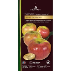 Pommier Belle De Magny : Gobelet 3 Ans D'âge Prêt à Planter 3 Pommier Belle De Magny : Gobelet 3 Ans D'âge Prêt à Planter -Promos Floromyst Boutique 23142 001