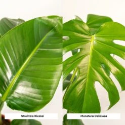 Strelitzia Nicolai, Monstera Deliciosa, Duo De Plantes - Grandes Plantes D'intérieur 7 Strelitzia Nicolai, Monstera Deliciosa, Duo De Plantes - Grandes Plantes D'intérieur -Promos Floromyst Boutique 234a08022e7bcd88