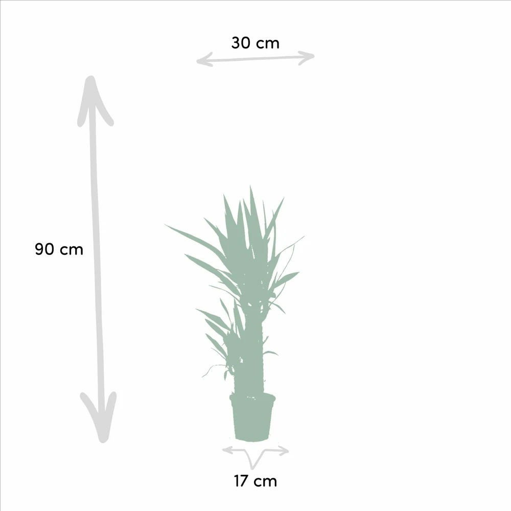 Yucca X2 - H90cm, ø17cm - Grandes Plantes D'intérieur 4 Yucca X2 - H90cm, ø17cm - Grandes Plantes D'intérieur – Image 4
