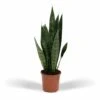 Sansevieria Zeylanica - H55cm, ø14cm - Plante D'intérieur Sans Entretien