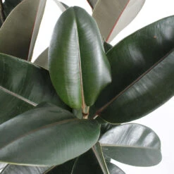 Caoutchouc : 3 Pieds Pot -Promos Floromyst Boutique 28705 002