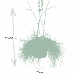 Rhipsalis Baccifera - H30cm, ø12cm - Plante D'intérieur Tombante 7 Rhipsalis Baccifera - H30cm, ø12cm - Plante D'intérieur Tombante -Promos Floromyst Boutique 293e650cb9f7254e