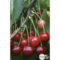 Cerisier Bigarreau Marmotte : Demi Tige Ctr 15 Litres -Promos Floromyst Boutique 29603 002