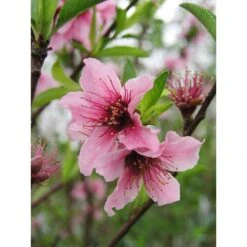 Nectarinier Nectarose : Demi Tige Ctr 15 Litres -Promos Floromyst Boutique 29612 002