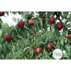 Nectarinier Nectarose : Demi Tige Ctr 15 Litres -Promos Floromyst Boutique 29612 003