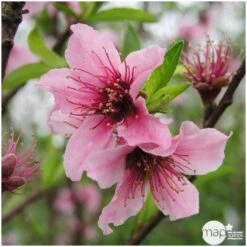 Nectarinier Nectarose : Demi Tige Ctr 15 Litres -Promos Floromyst Boutique 29612 004