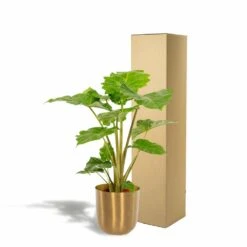 L'alocasia Portodora Et Son Cache-pot Doré - H80cm, ø21cm - Grande Plante D'intérieur -Promos Floromyst Boutique 2c7a5efbb044a121