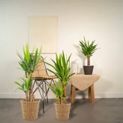 Yucca X3 - Grandes Plantes D'intérieur 6 Yucca X3 - Grandes Plantes D'intérieur -Promos Floromyst Boutique 2d8207ebe2b85c22