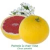 Pomelos A Chair Rose Bio Tailles:pot De 3 Litres, Hauteur 30/40 Cm