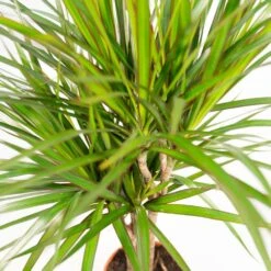 Dracaena Marginata - H90cm, ø17cm - Grande Plante D'intérieur -Promos Floromyst Boutique 3086944efa9a2ede