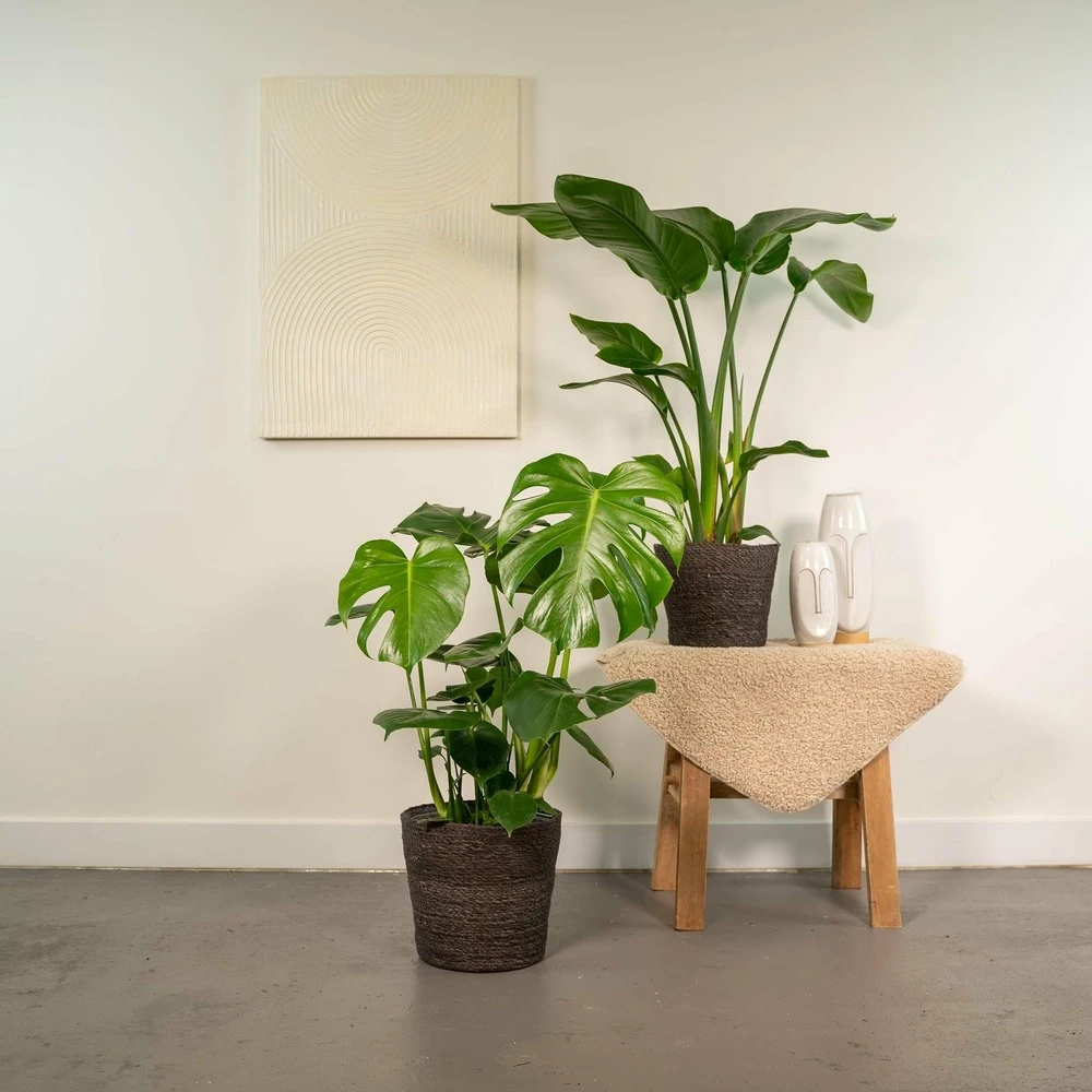 Strelitzia Nicolai, Monstera Deliciosa, Duo De Plantes - Grandes Plantes D'intérieur 2 Strelitzia Nicolai, Monstera Deliciosa, Duo De Plantes - Grandes Plantes D'intérieur – Image 2