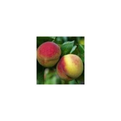 Pêcher Charles Ingouf : ½ Tige, 4-5 Ans, H 170-180 Cm -Promos Floromyst Boutique 335750 002 1