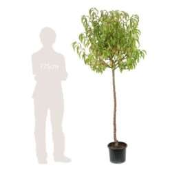 Pêcher Charles Ingouf : ½ Tige, 4-5 Ans, H 170-180 Cm -Promos Floromyst Boutique 335750 004