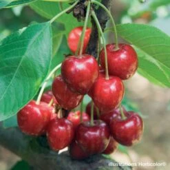 Promos Floromyst Boutique -Promos Floromyst Boutique 335756 002 1